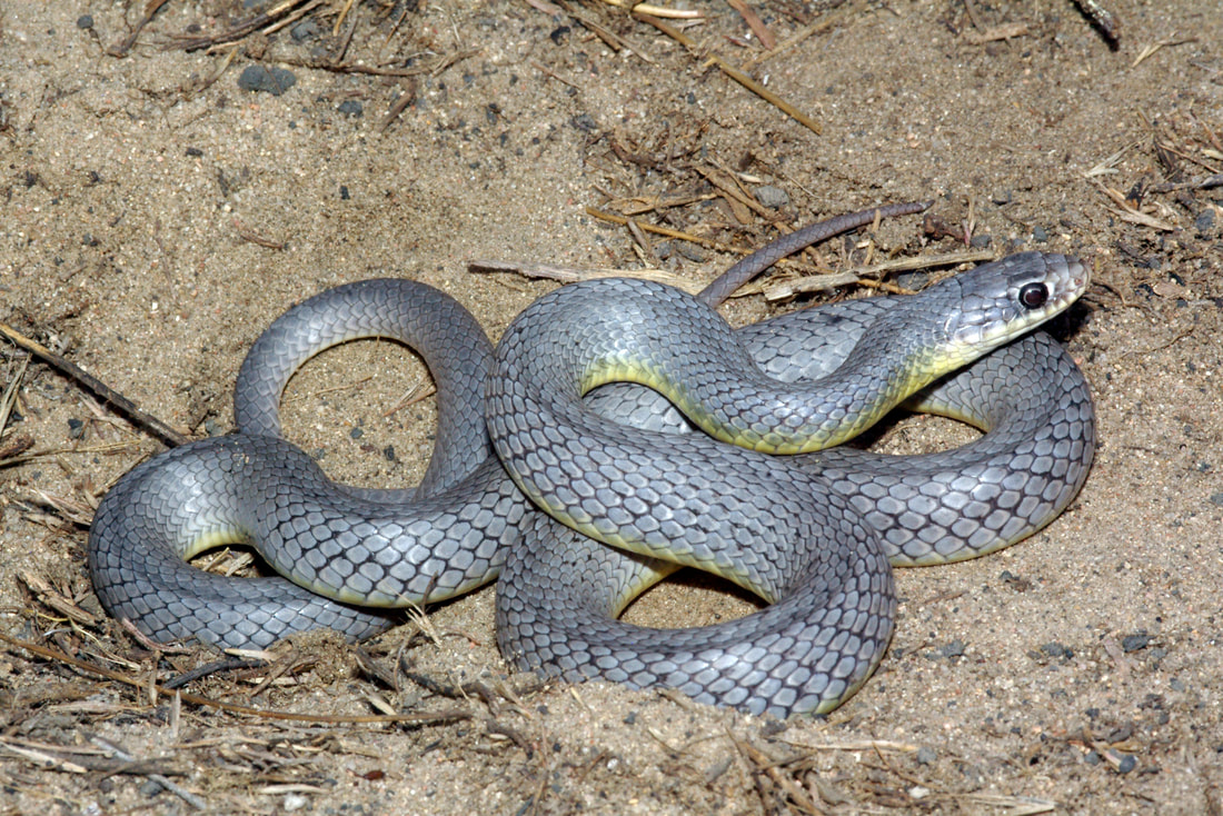 All About Colorado Snakes - ADAPTATION